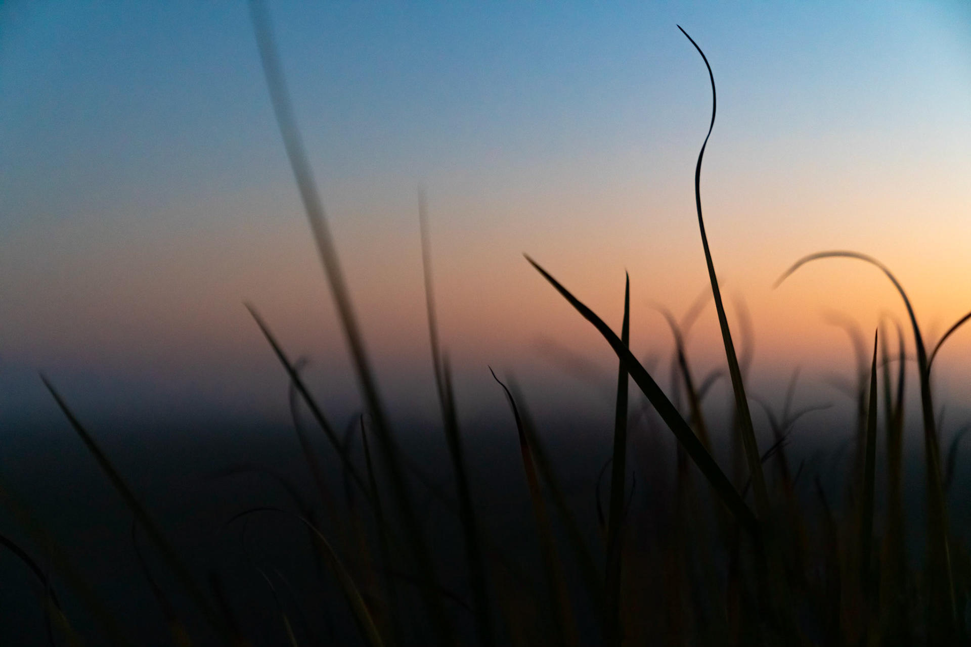 This shot was taken a while after sunset in the California summer. I love the simple focus on the color gradient of the sky. I took it through the leaves of the African Iris (also known as the Fortnight Lily) to give some interest to the dark foreground.