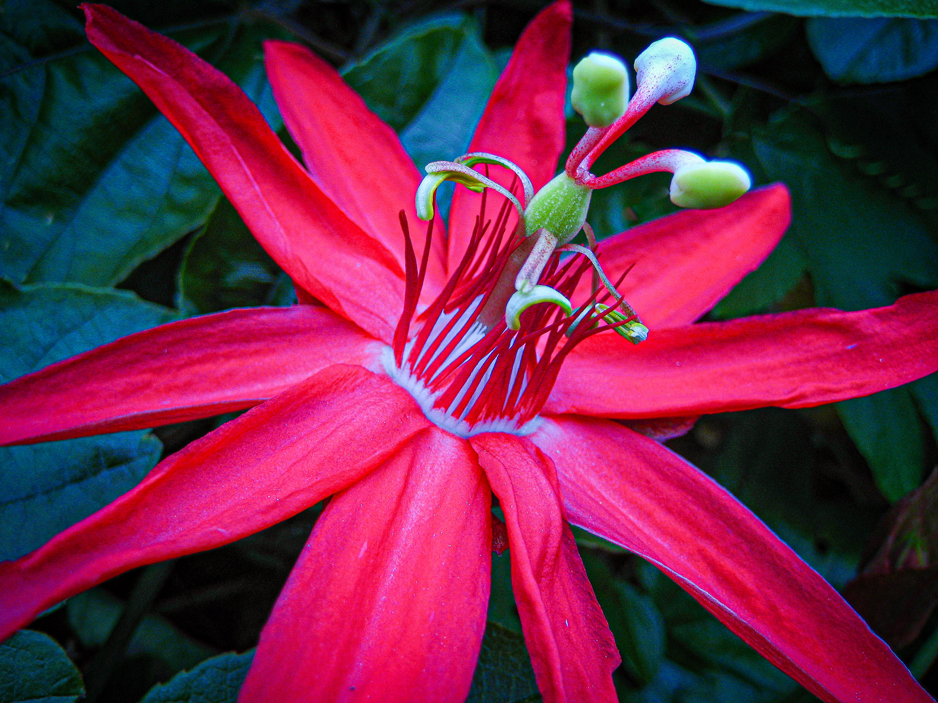 Exotic Flower