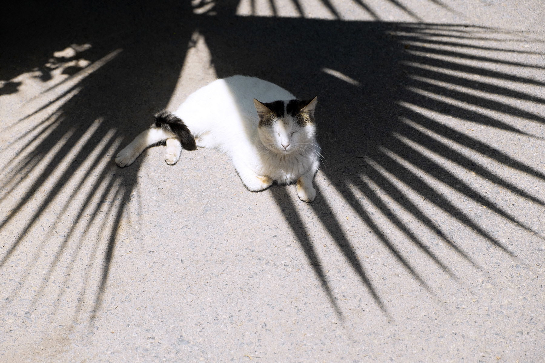 sonnende katze