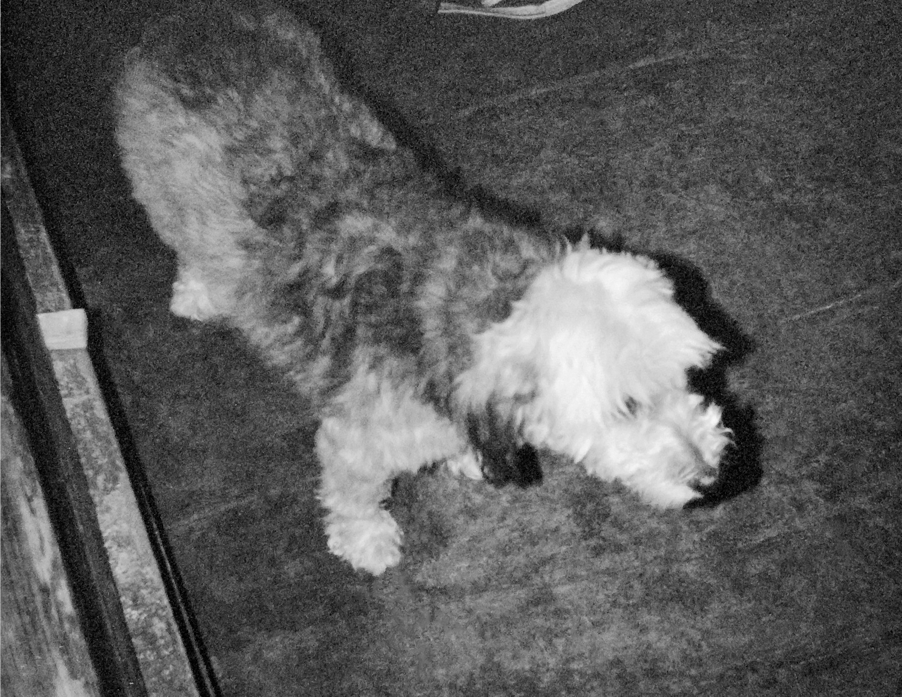 schüchterner Hund