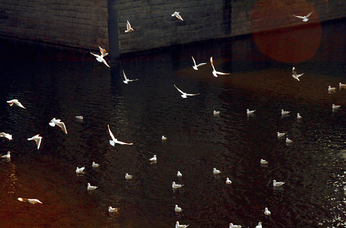 möwen fliegen über wasser