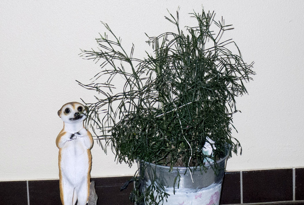 porzellanfigur im hausflur neben einer pflanze
