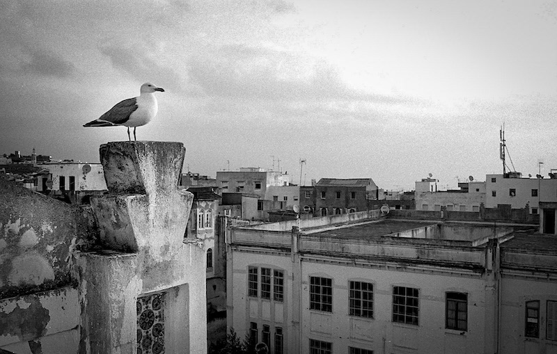 A seagull observes Tangier from the terrace of Casa Riera