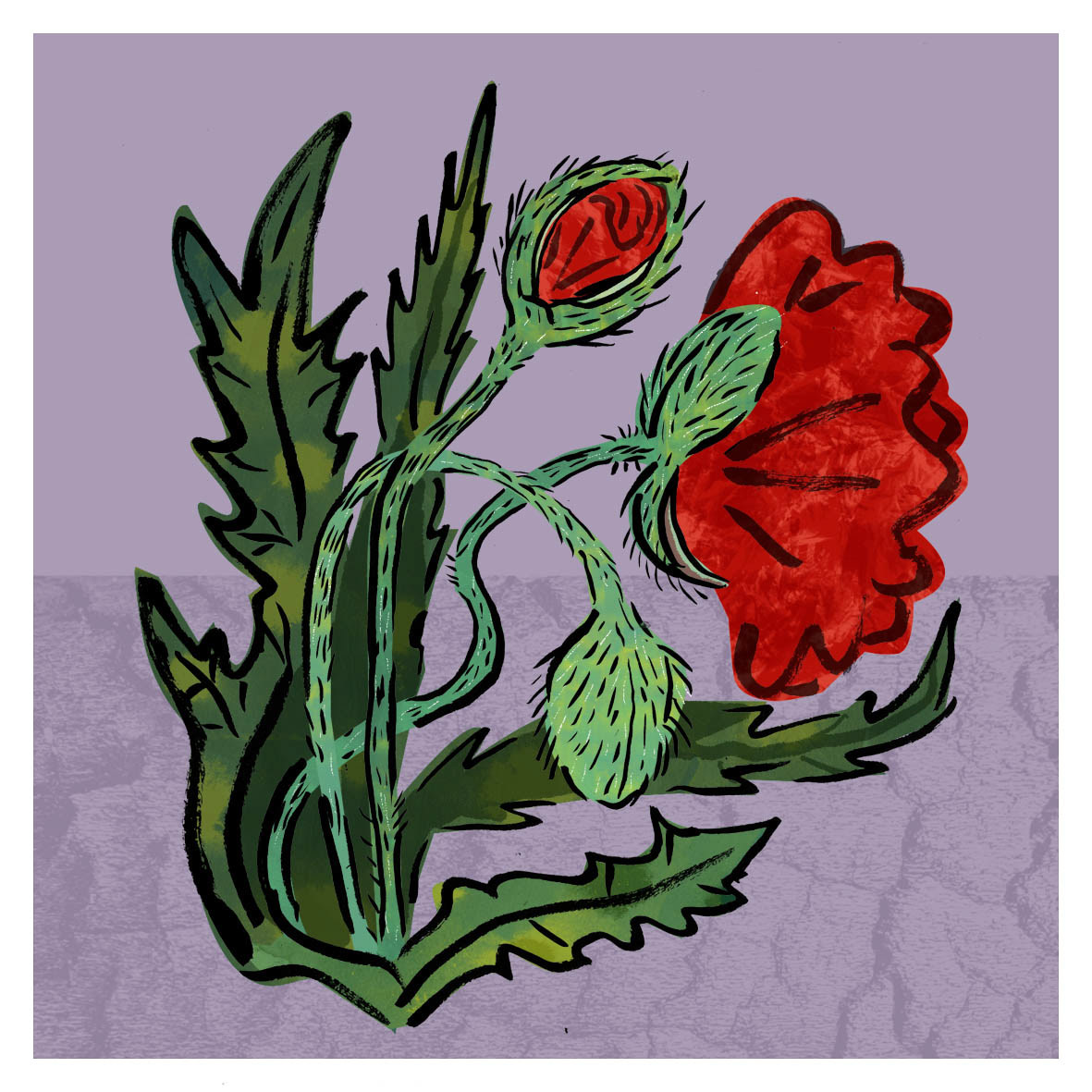 Colourful ink illustration of red poppy flowers blooming