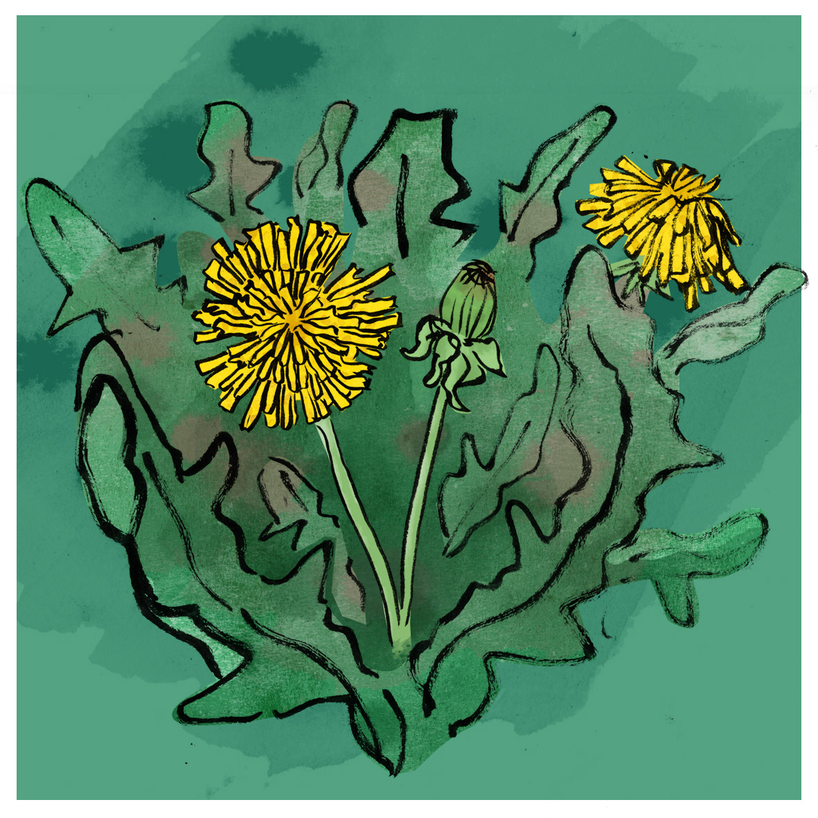 Ink Illustration of yellow dandelions and their bustling green leaves.
