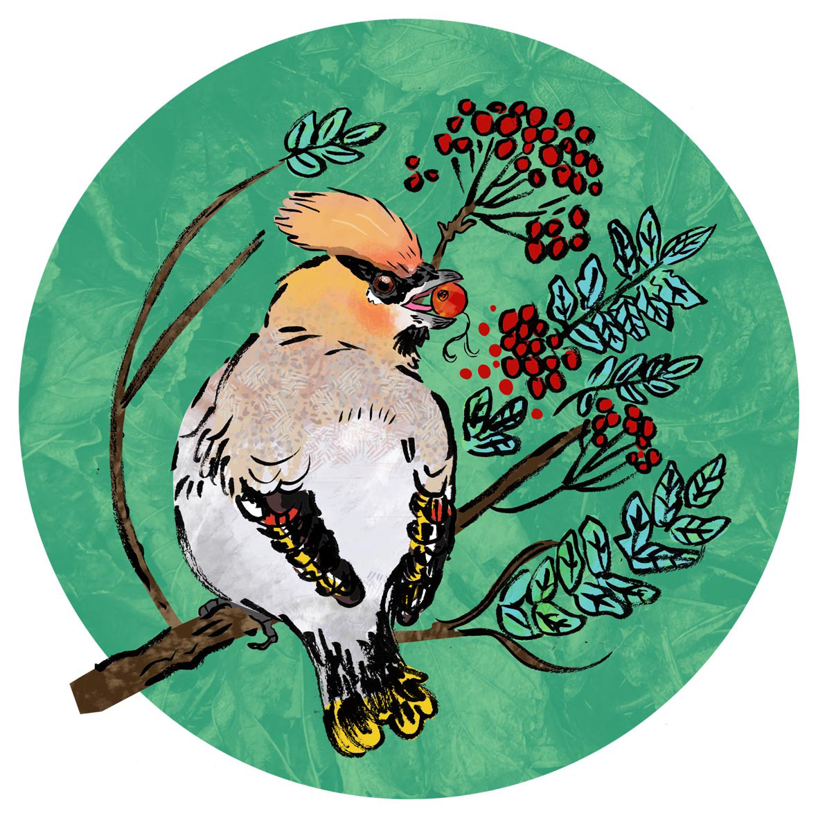 A waxwing bird sitting in a rowan tree, eating its red berries