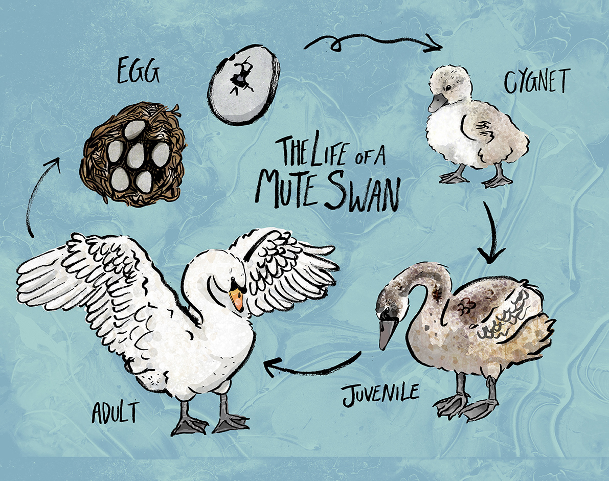 An illustration of the life cycle of a mute swan (King's swan). Going: Egg, Cygnet, Juvenile, Adult, and repeat.