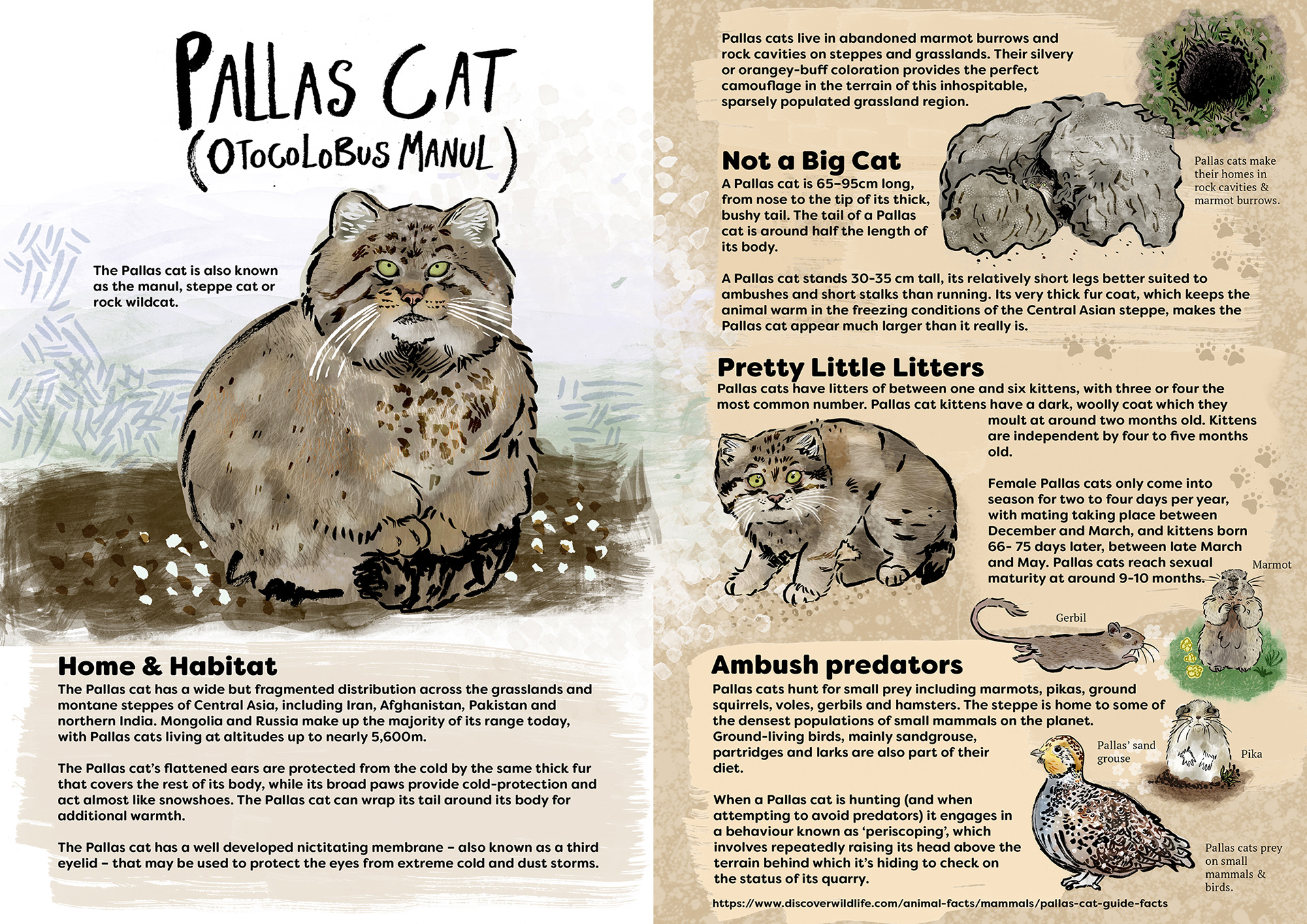 An educational illustrated non-fiction spread on the Pallas cat (otocolobus manual)