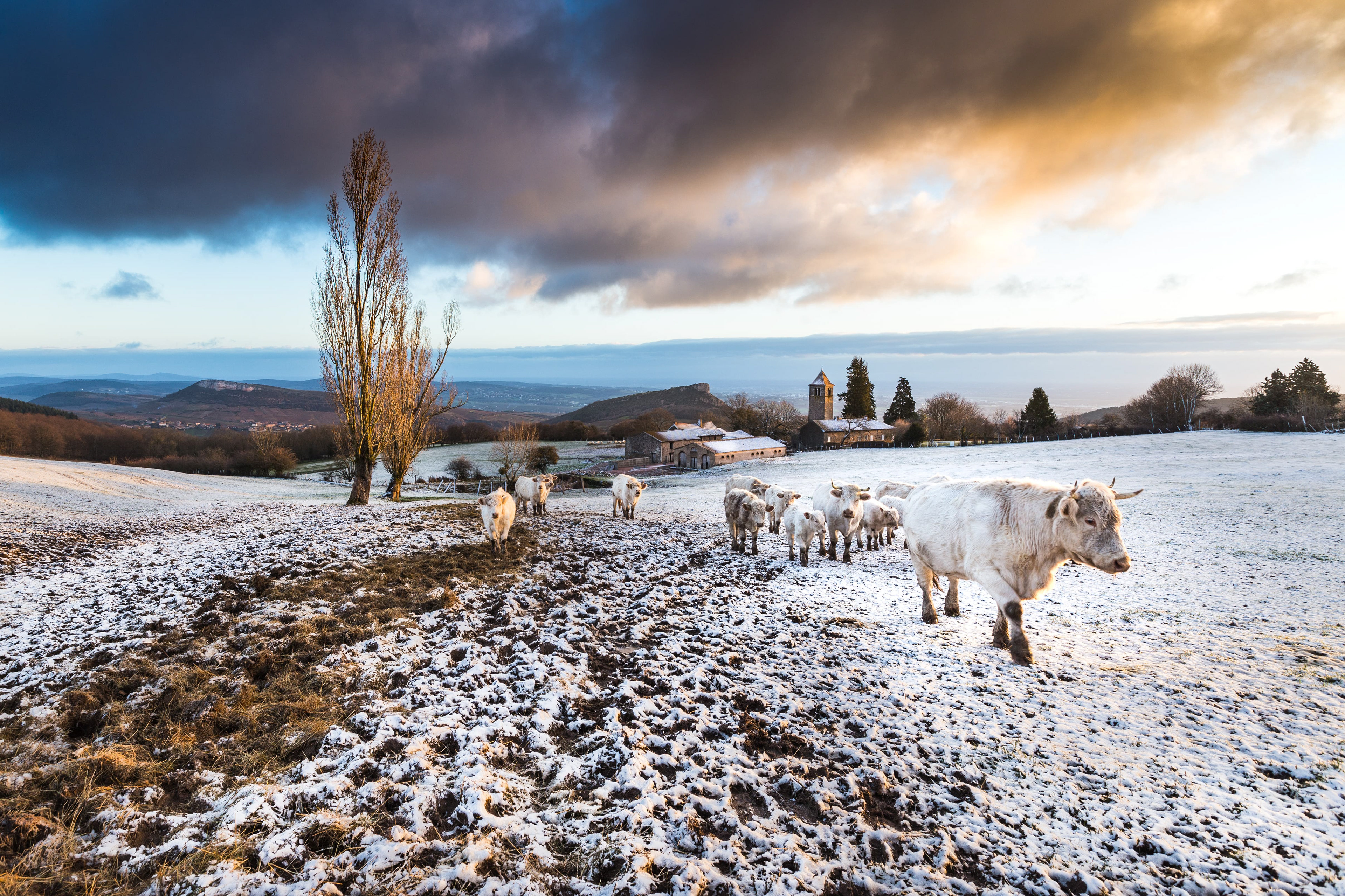 Paysage rural enneigé à la Roche de Solutré et Vergisson, Saône-et-Loire, Bourgogne. Un troupeau de vaches blanches traverse un champ partiellement recouvert de neige, avec des bâtiments agricoles et une église historique en arrière-plan. Le ciel dramatique avec des nuages sombres et des éclats de lumière dorée crée une atmosphère pittoresque et paisible. Cette scène typique de la campagne Rhône-Alpes met en valeur la beauté naturelle et la tranquillité hivernale. Photographie par un photographe institutionnel spécialisé en paysages et vie rurale.