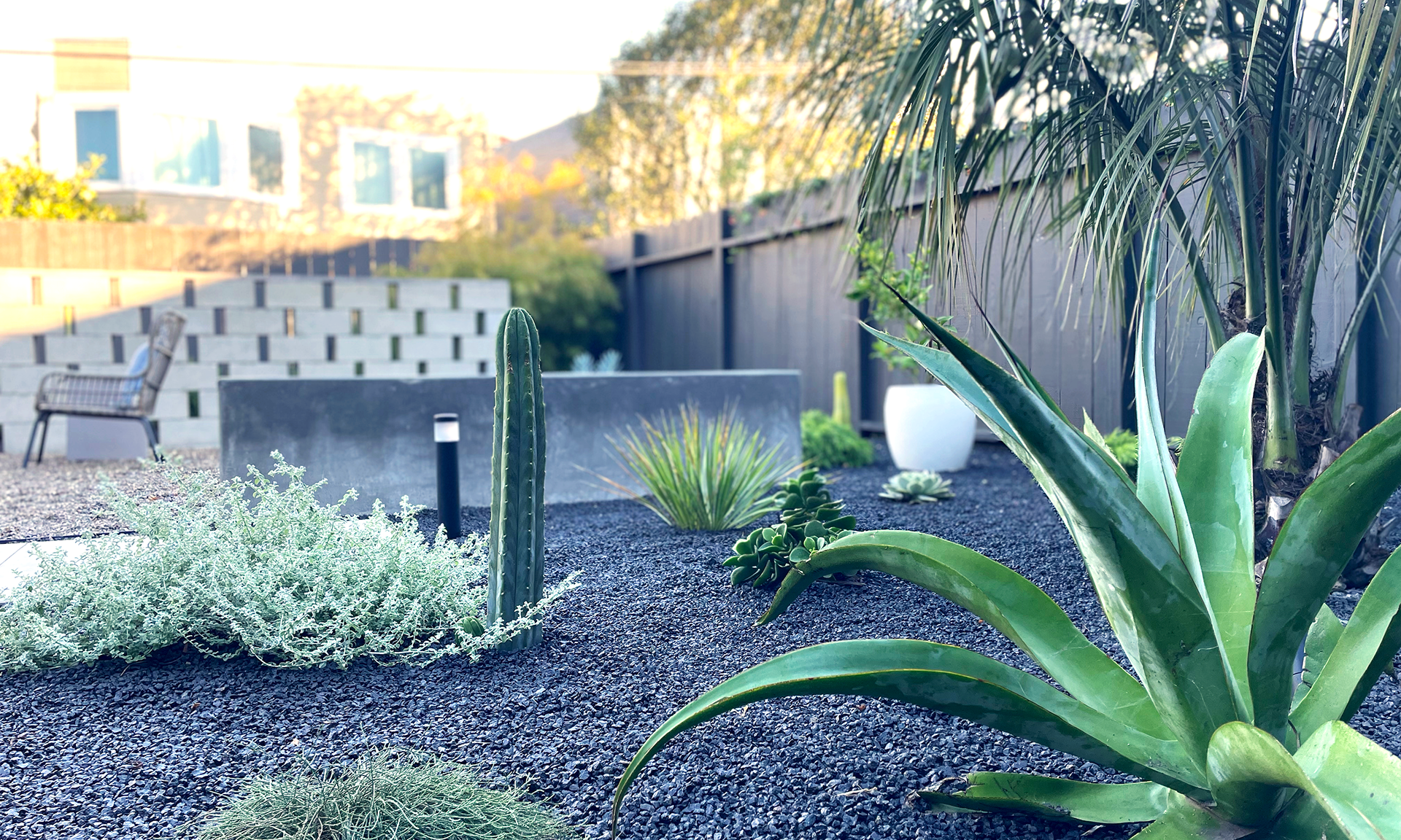 In this San Francisco modern garden, a sculptural Butia is underplanted with silvery green plants, such as agaves, casuarina, helichrysum, and San Pedro cactus.