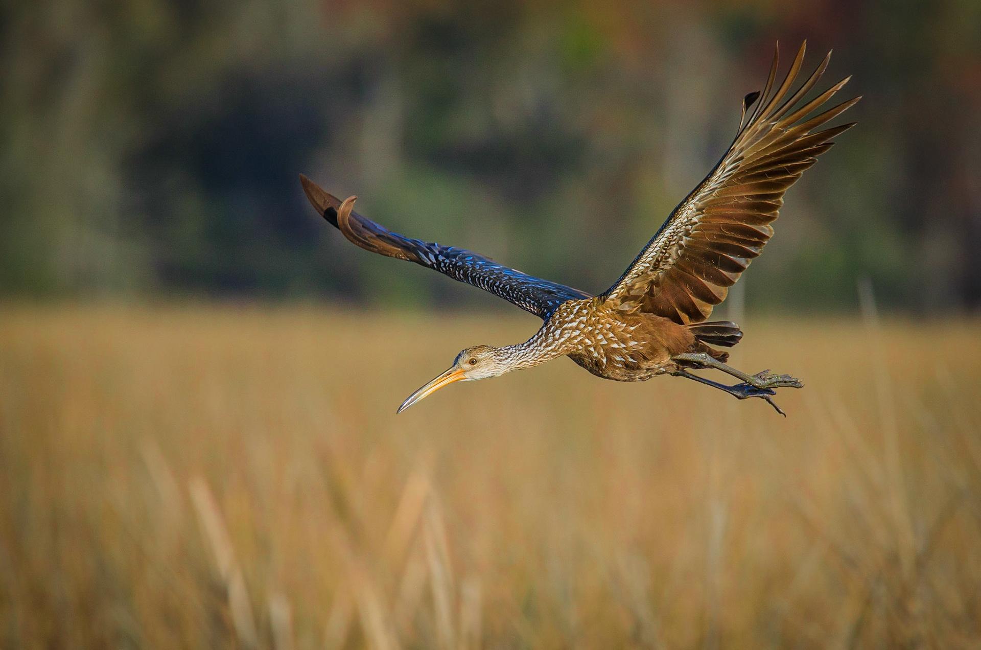 Limpkin