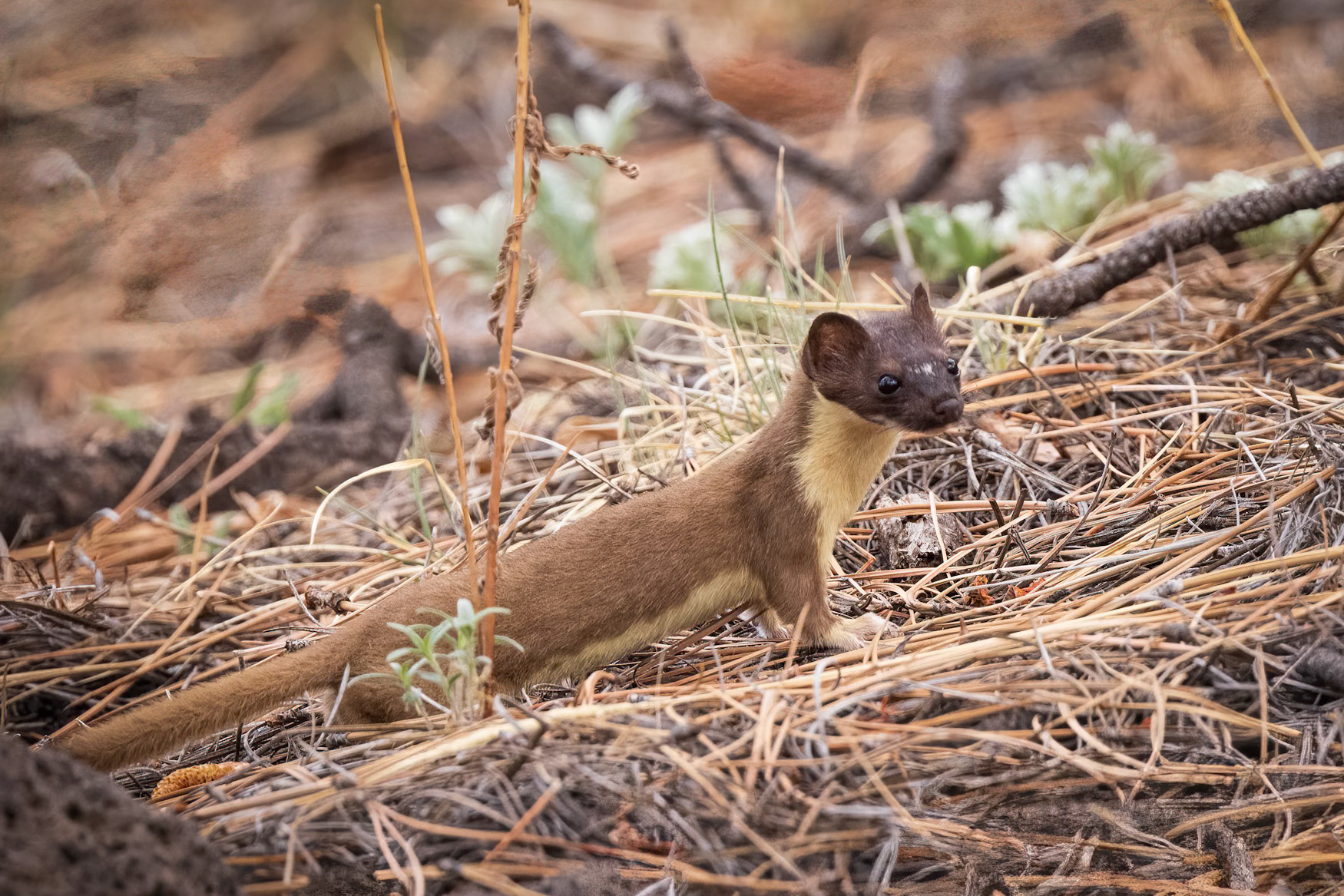Pine Marten