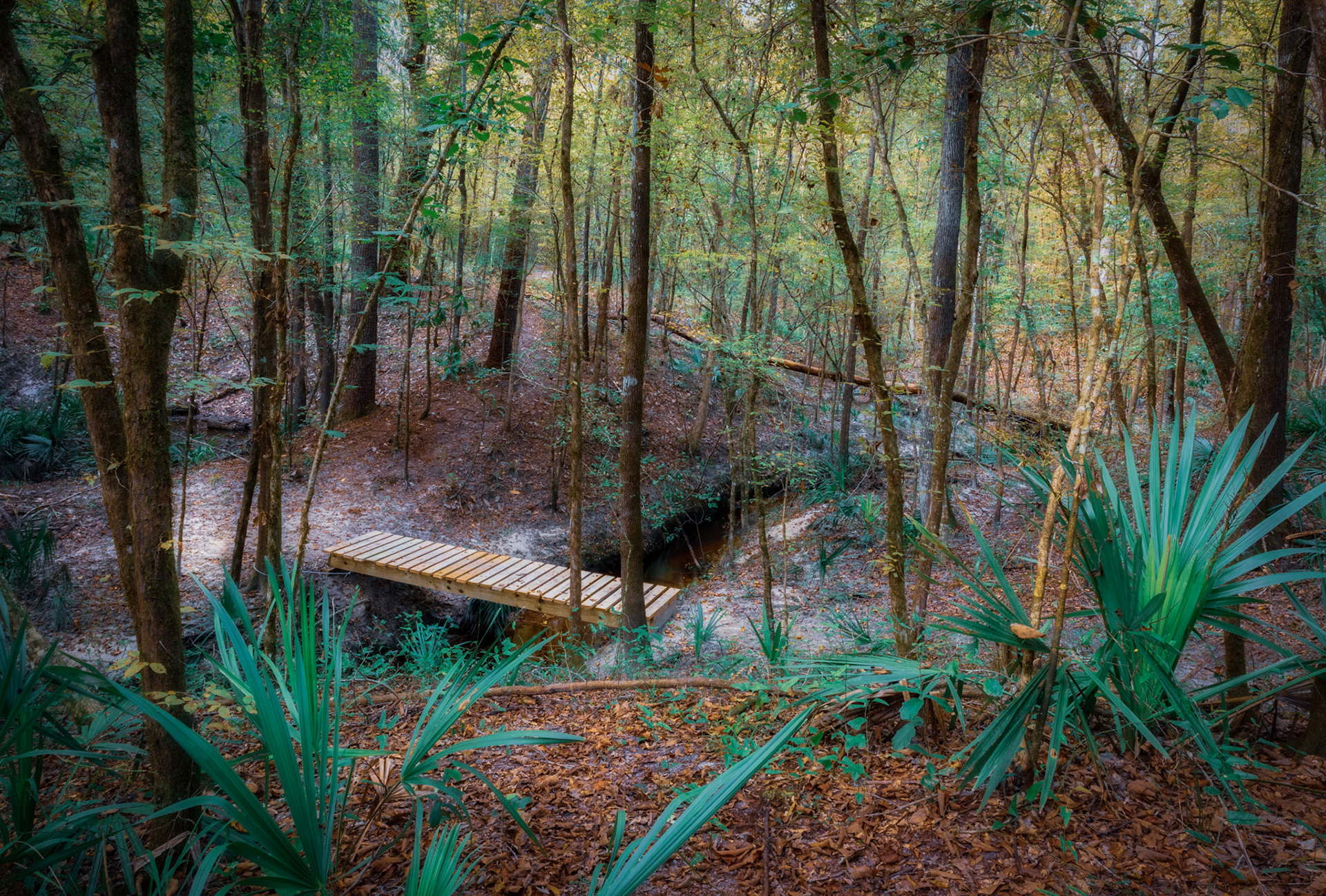 Blues Creek Ravine