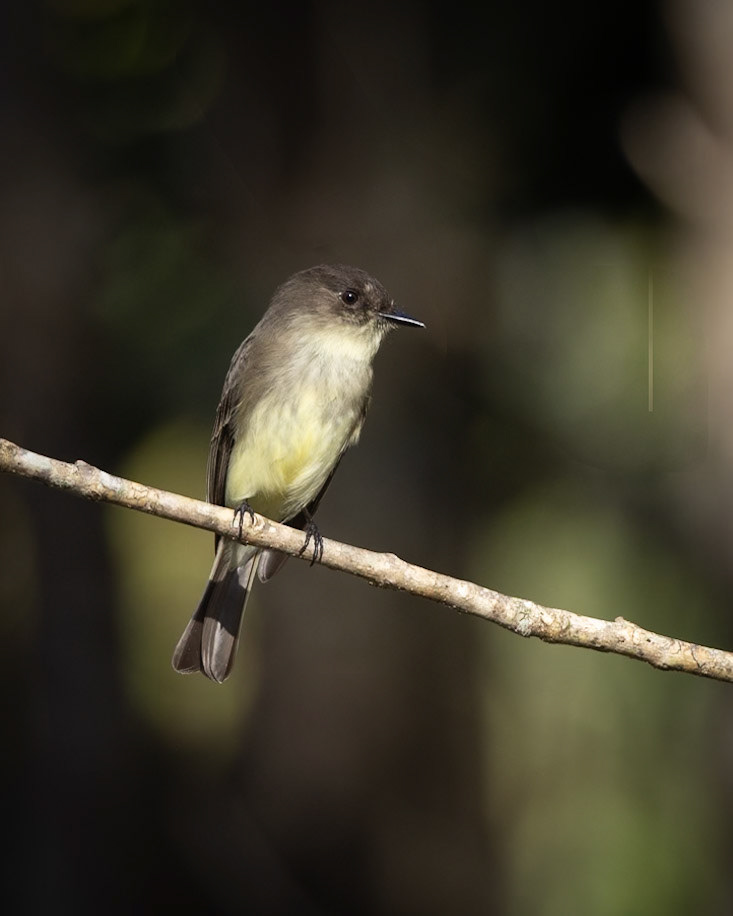 Eastern Phoebe