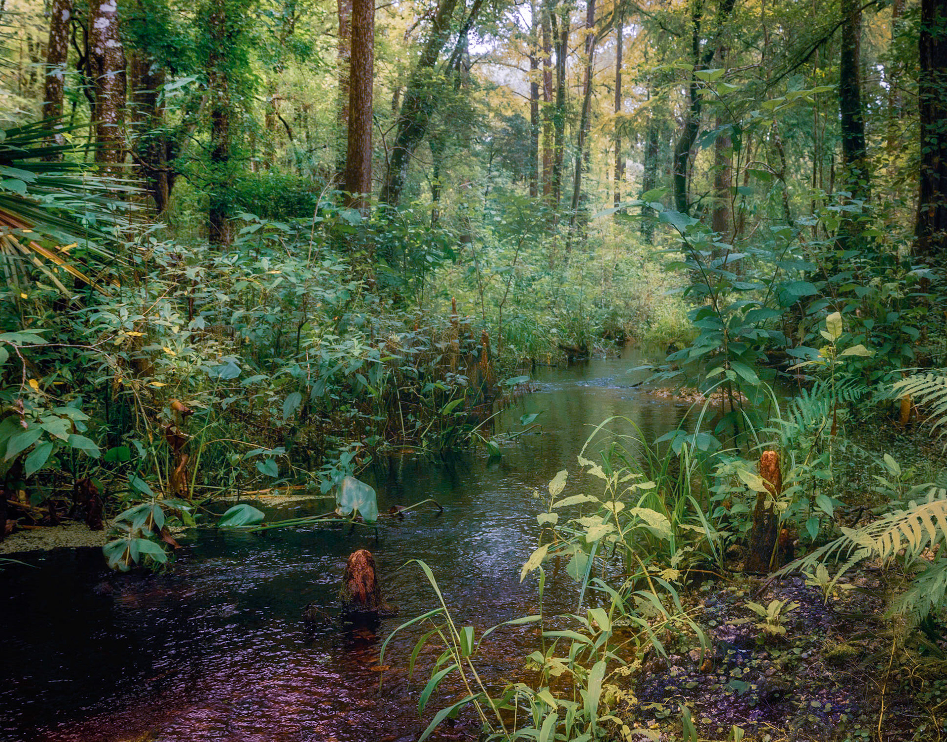 Lochloosa Slough Preserve
