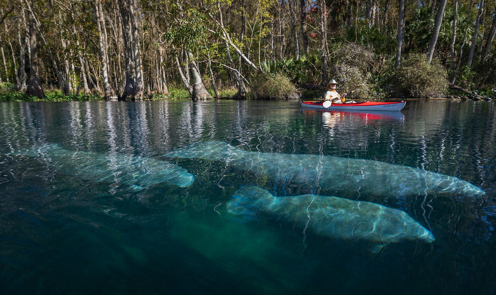 Man & Manatees
