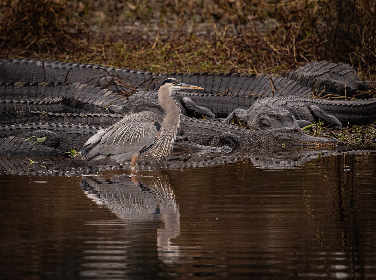 Great Blue Heron