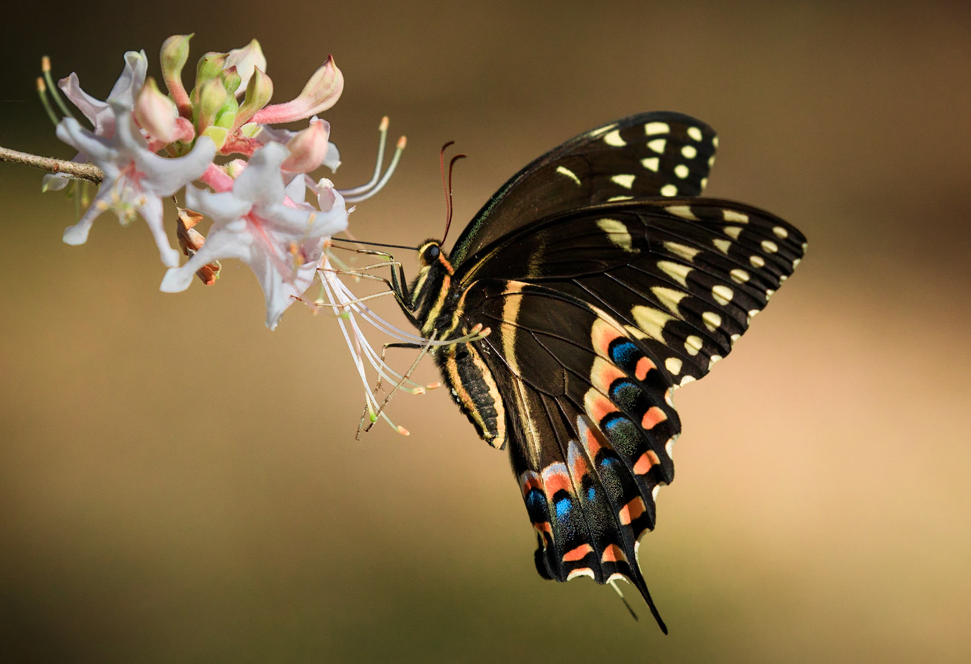 Palamedes Swallowtail