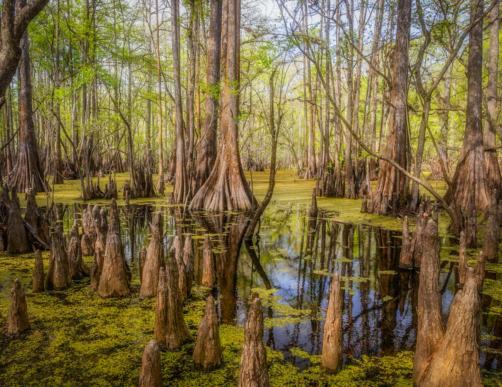 Suwannee River floodplain