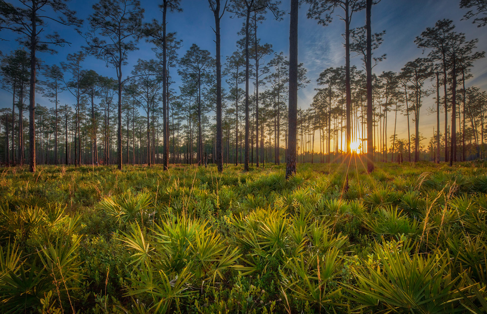 Longleaf Flatwoods Preserve