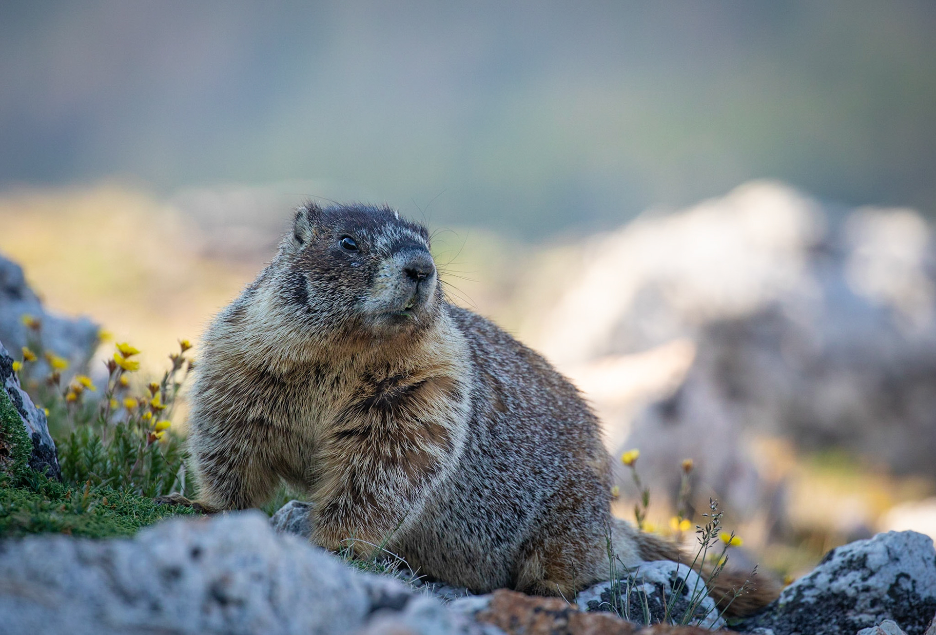 Marmot