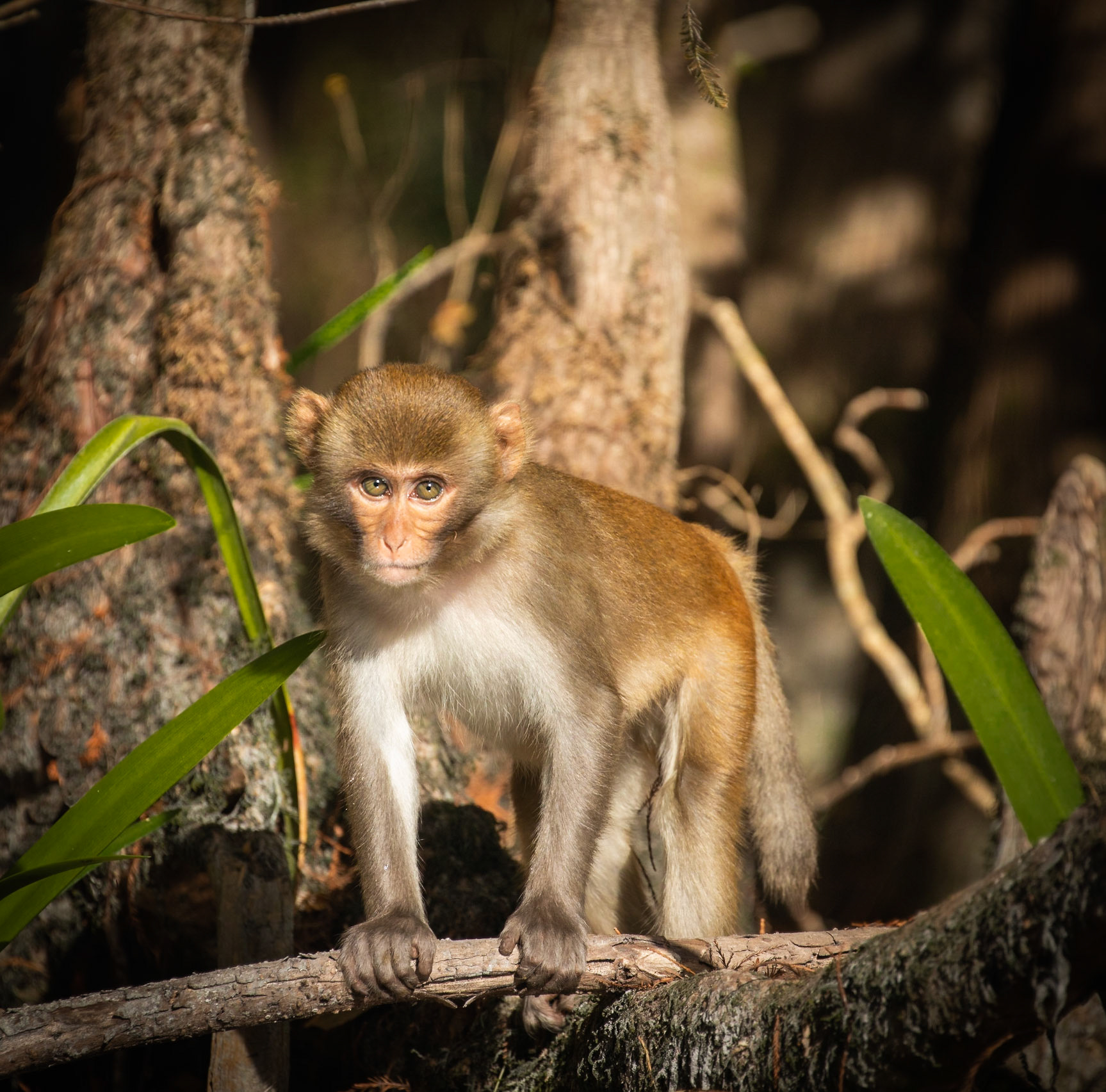 Silver River Rhesus