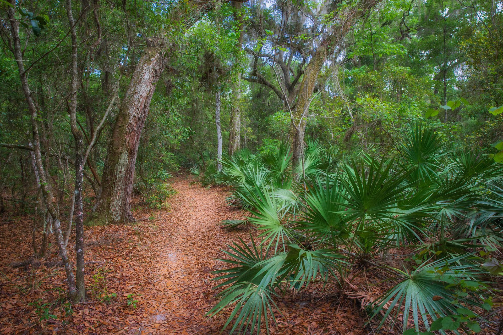 Barr Hammock Preserve