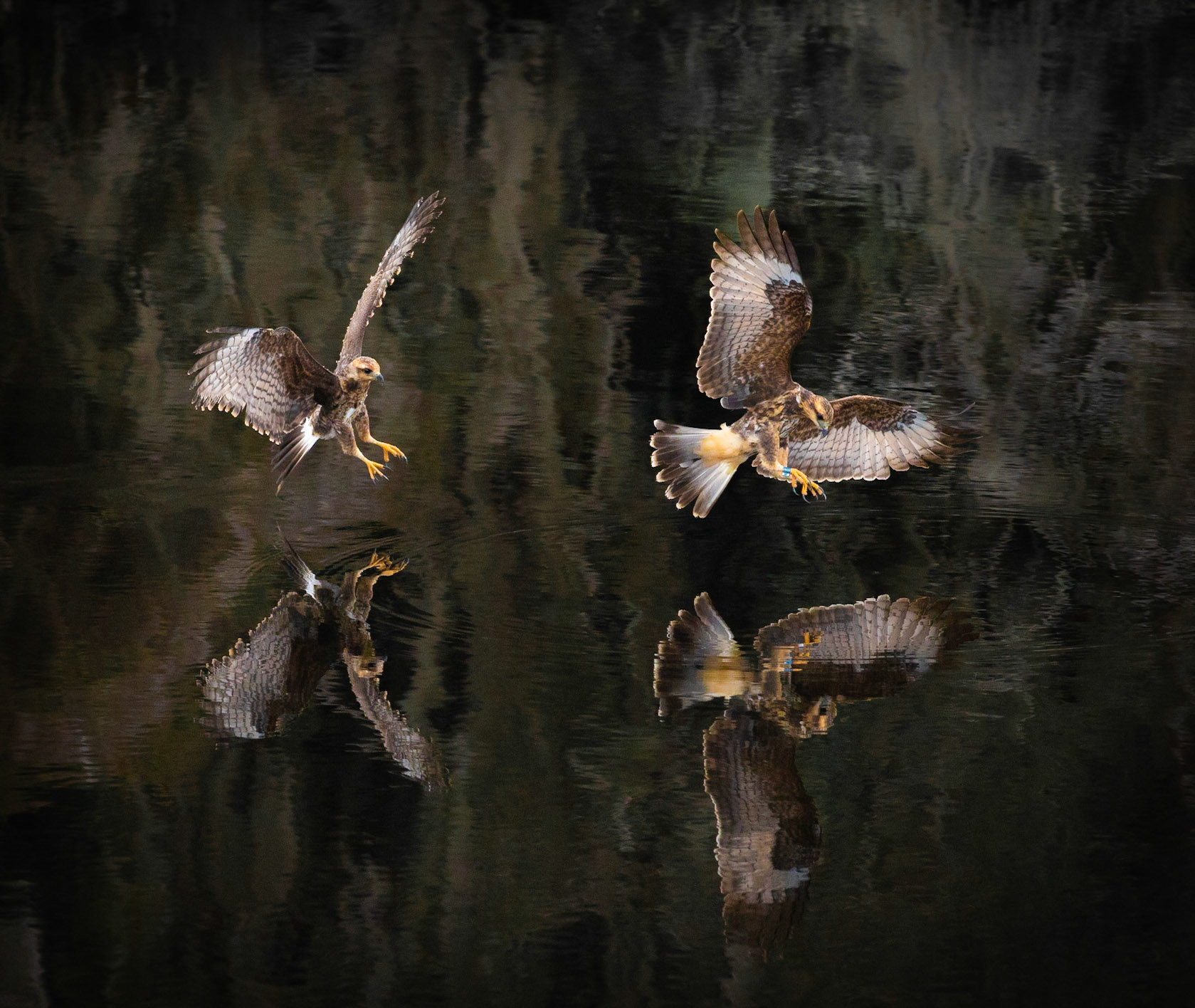 Snail Kites at Alachua Sink