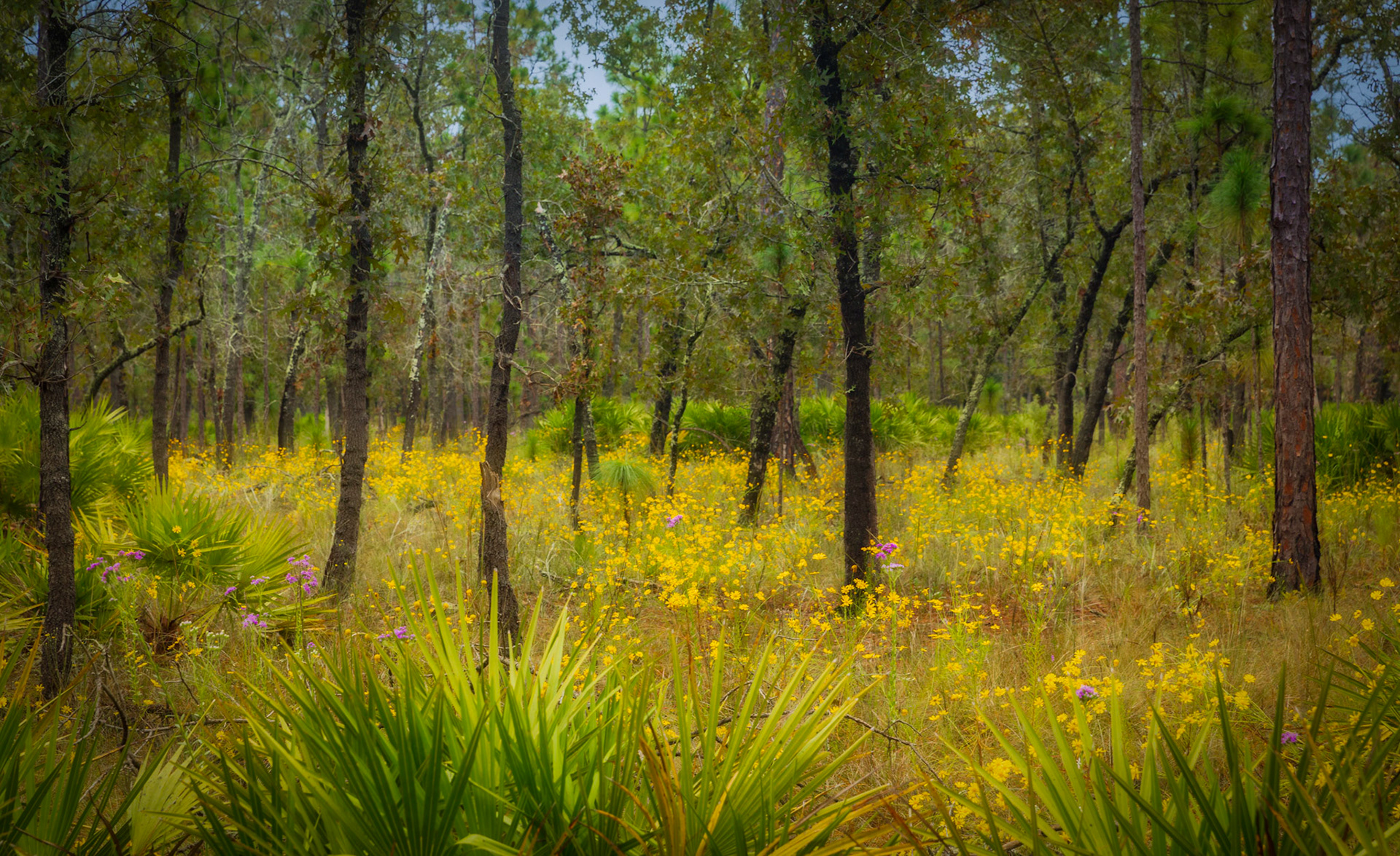 Morningside Nature Center