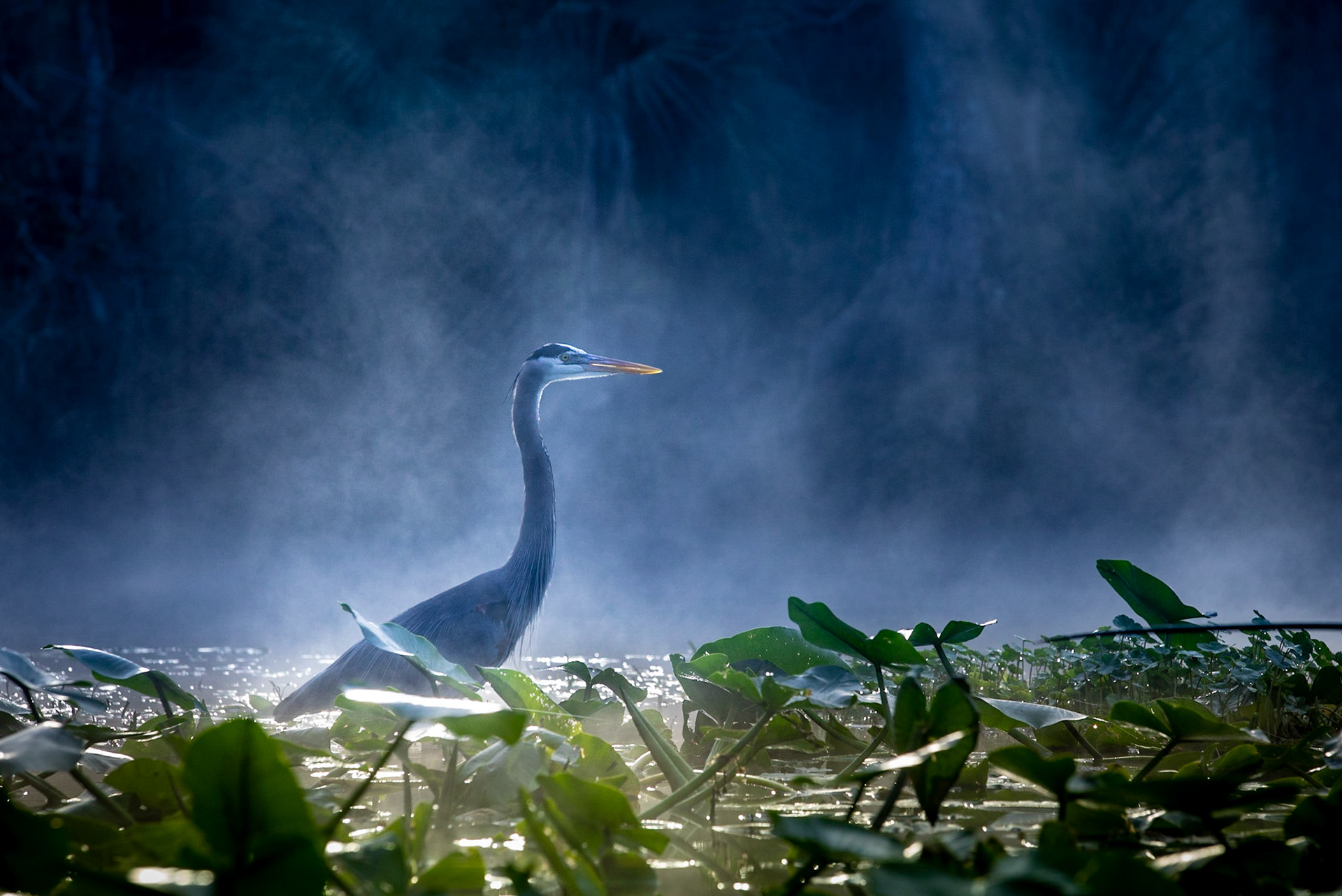 Great Blue on a Great Morning