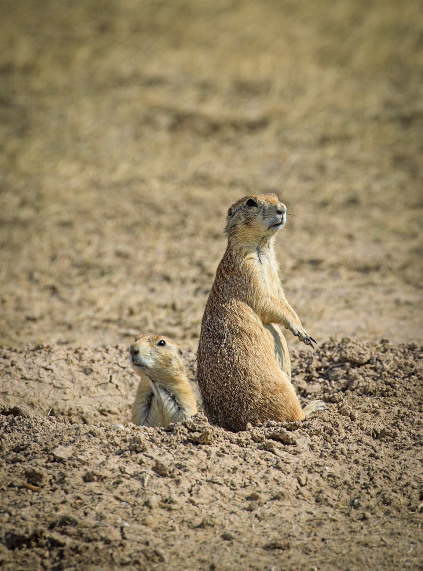 Wyoming prairie dogs