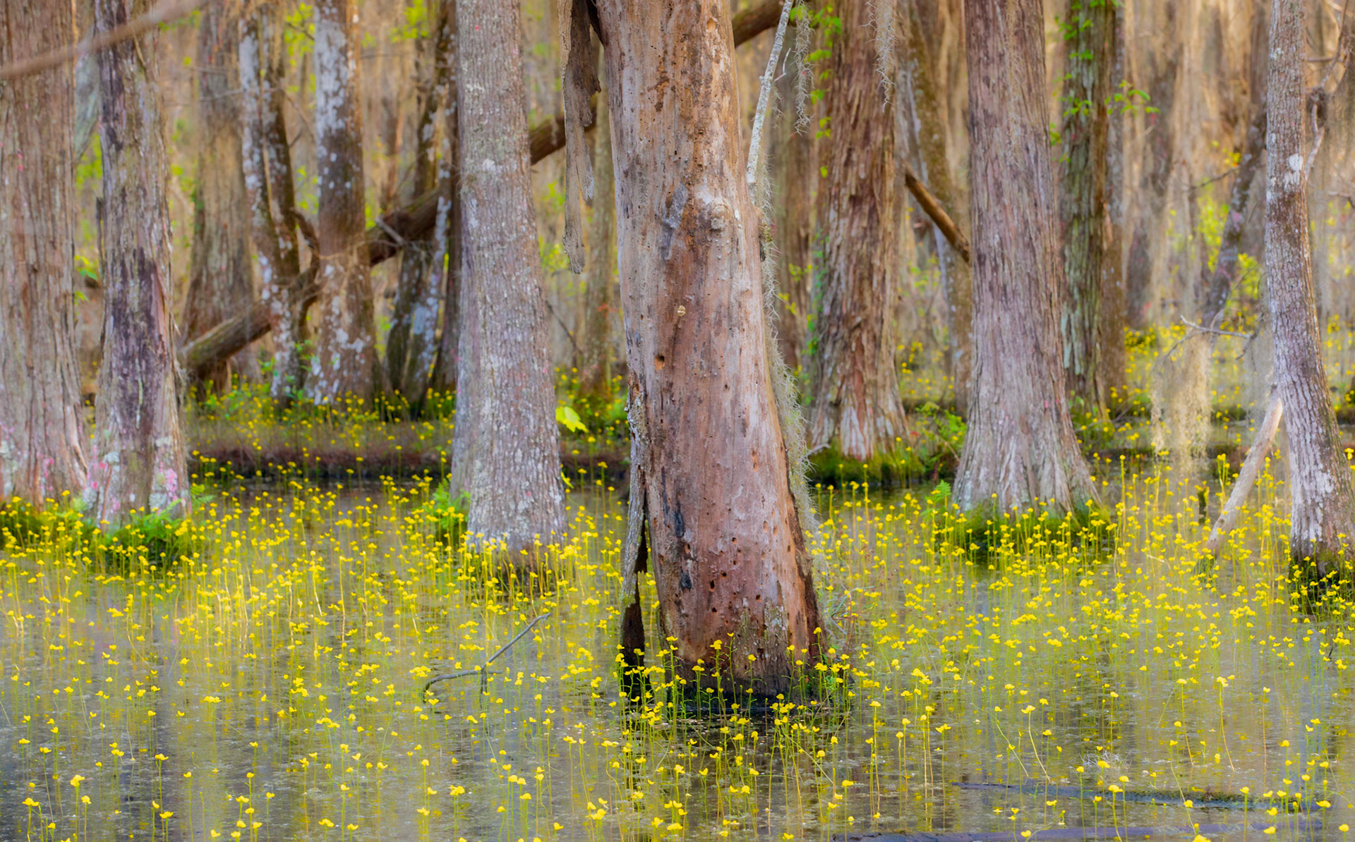 Prairie Creek Preserve