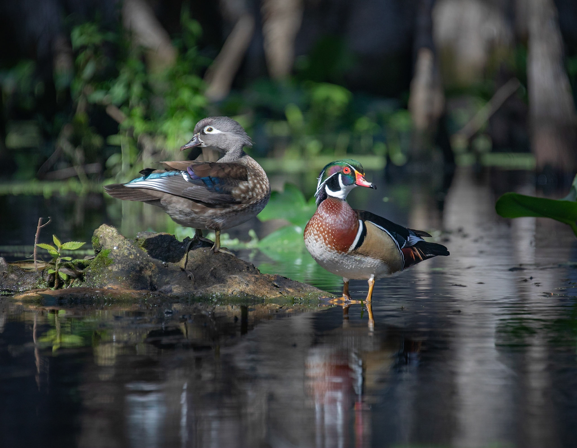 Silver River Wood Ducks
