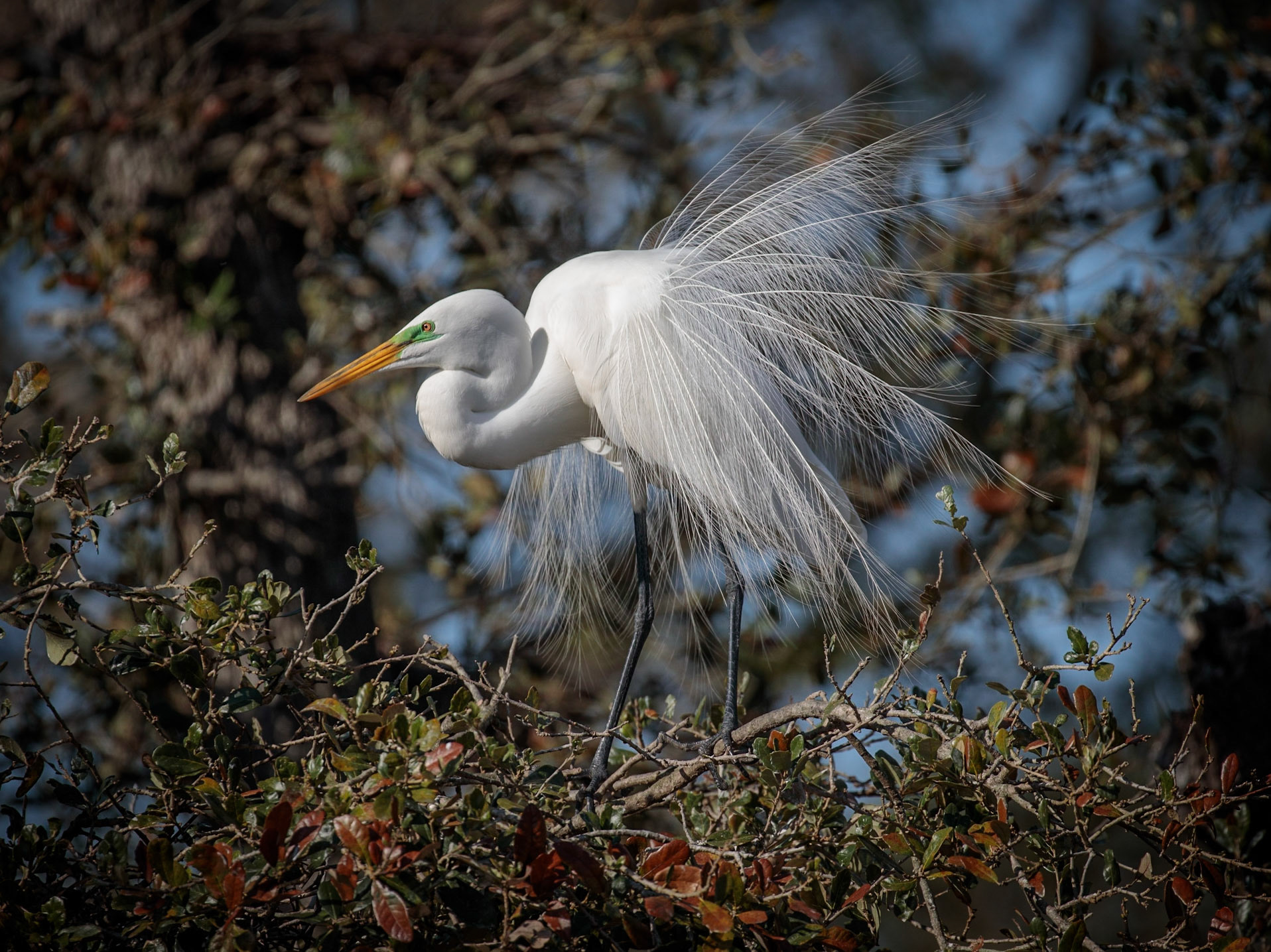 Great Egret