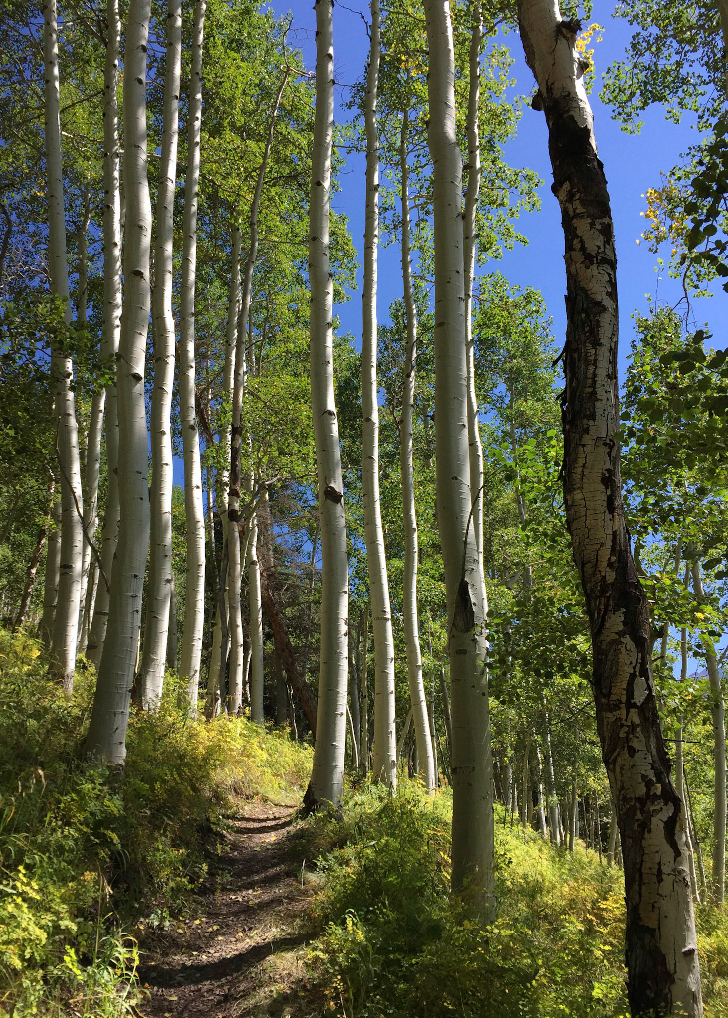 Mt. Zerkel Wilderness, CO