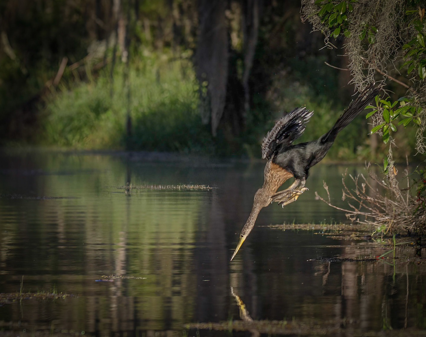 Anhinga
