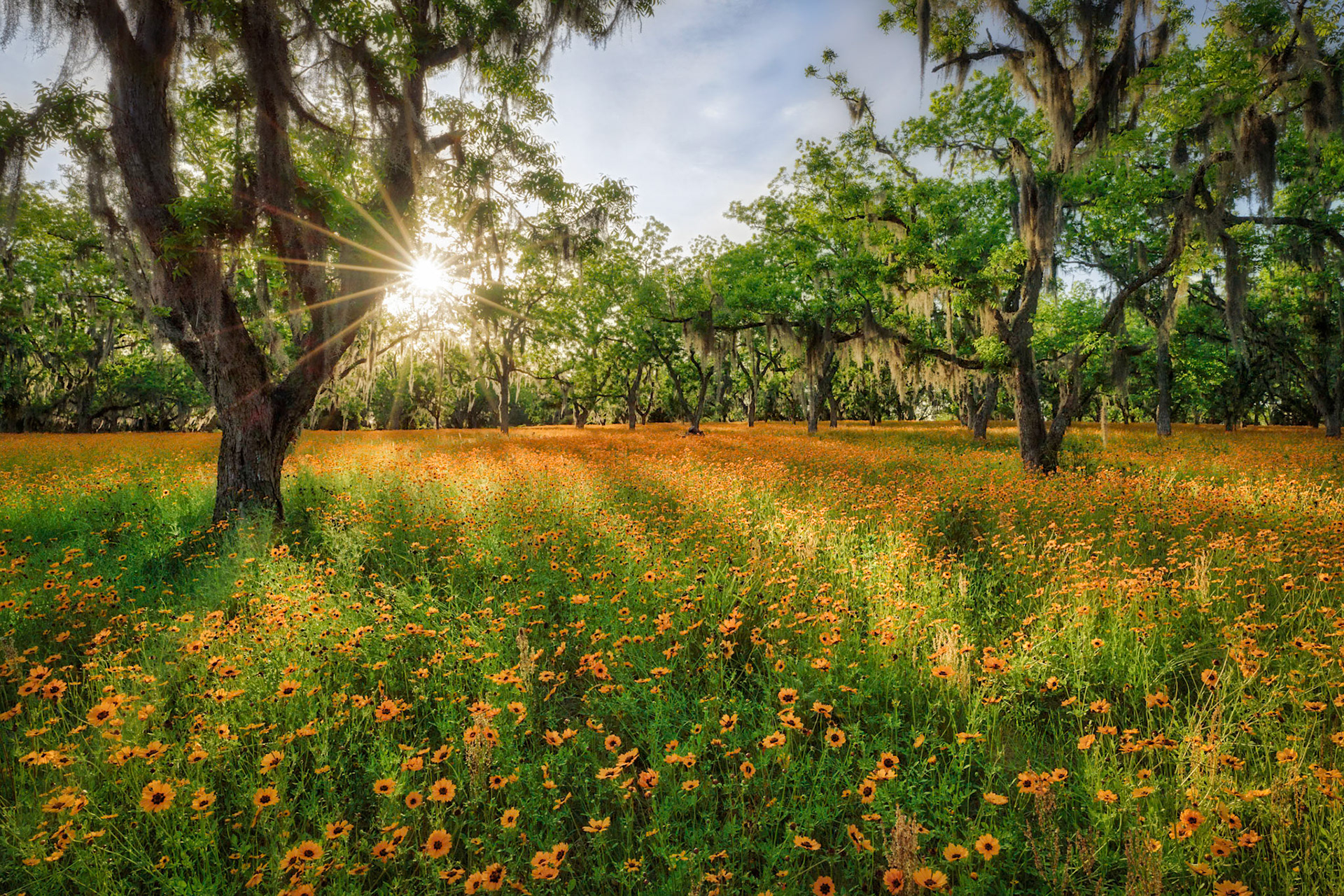Coreopsis under Pecans