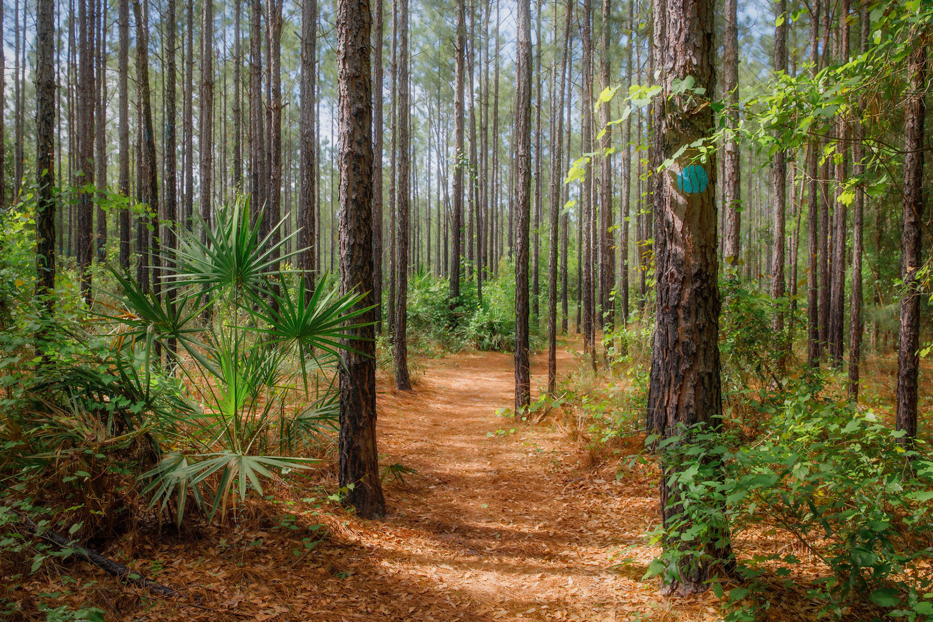 Barr Hammock Preserve