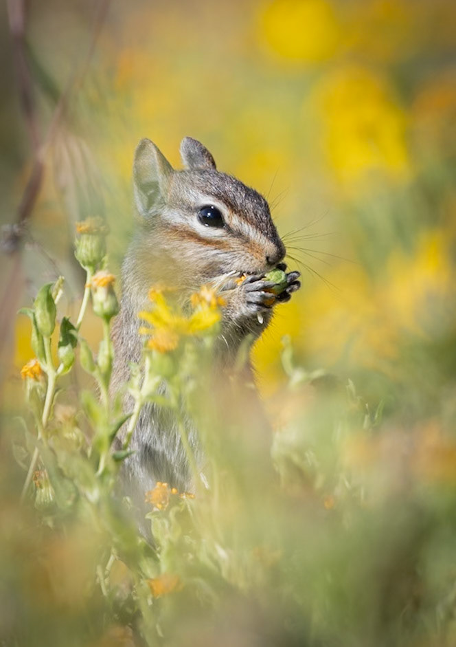 chipmunk
