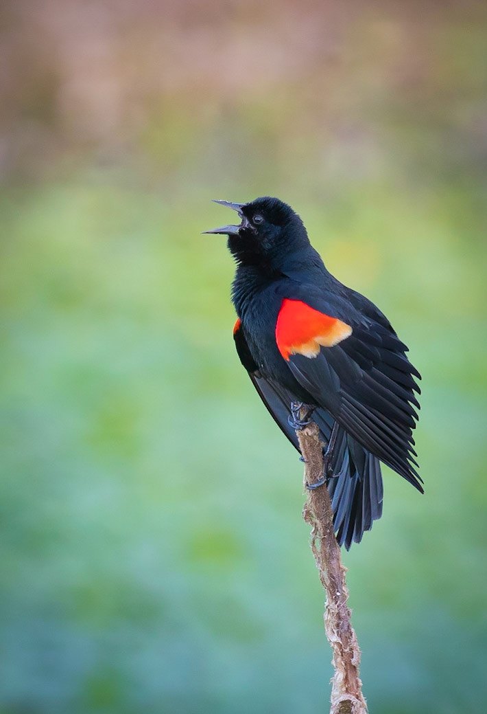 red-winged blackbird