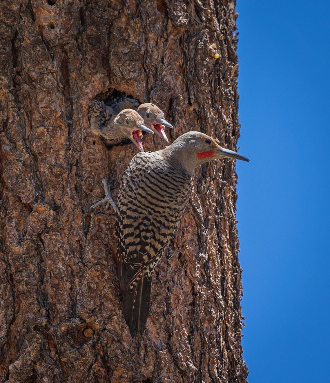 Red-shafted Northern Flicker