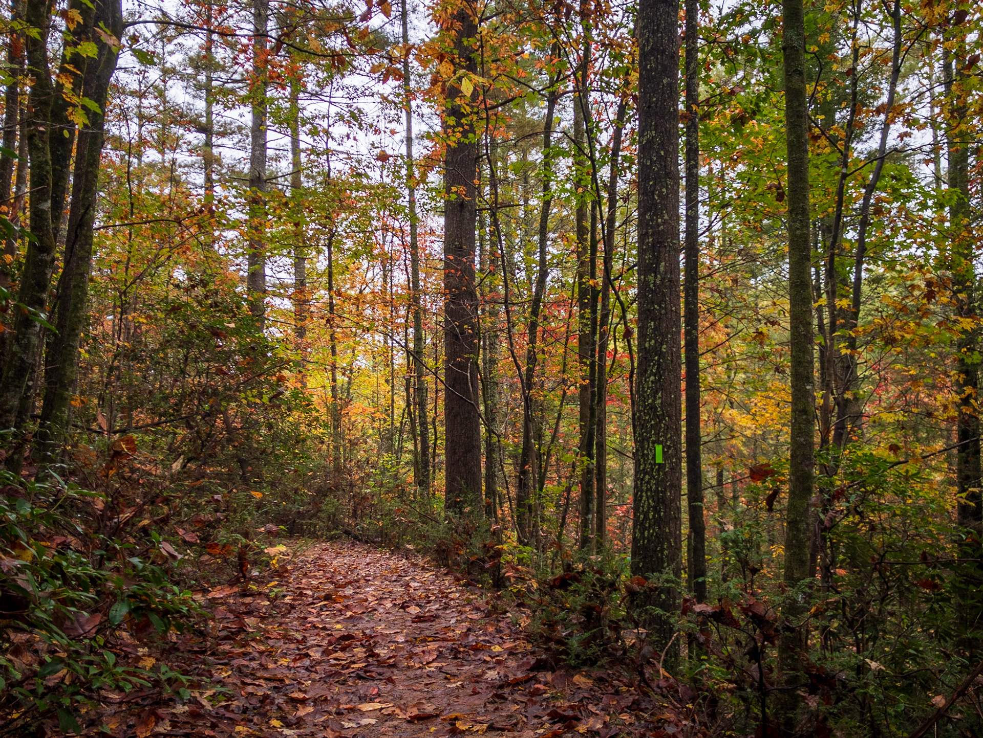 Chatooga River trail, GA