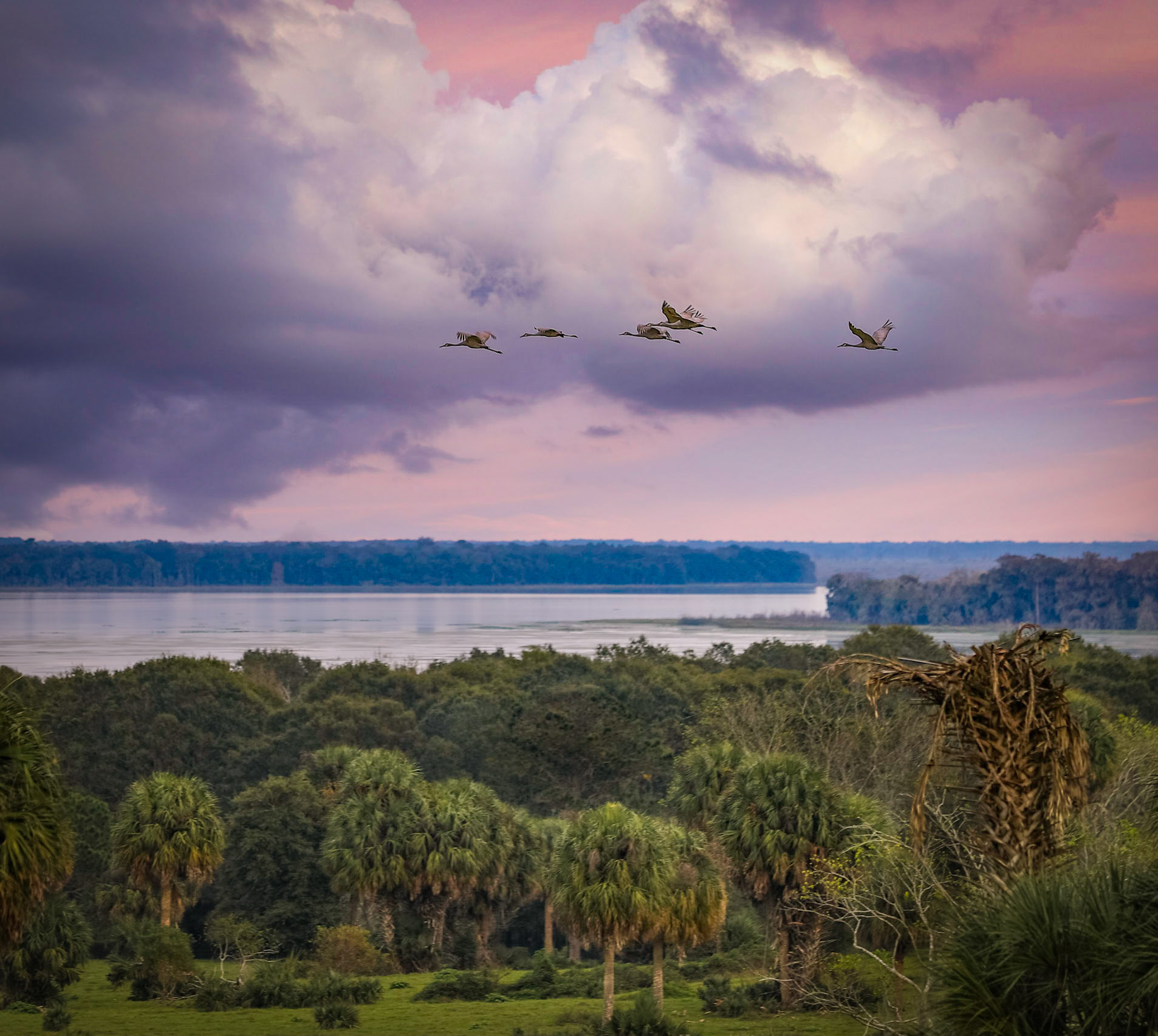 Sandhill cranes over Orange Lake
