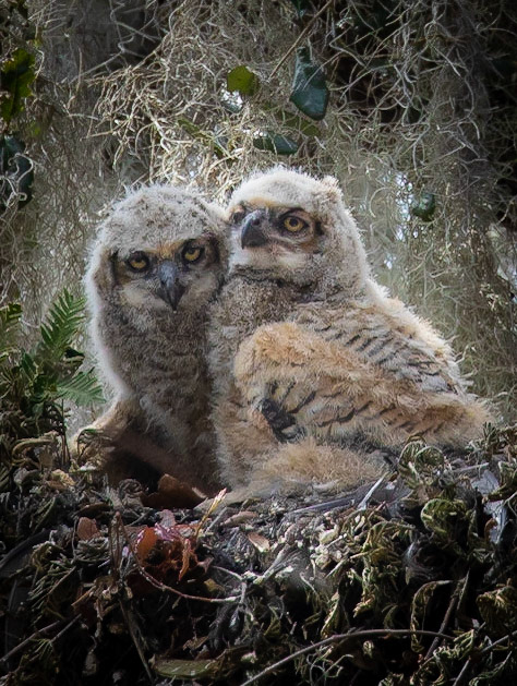 Great Horned Owlets