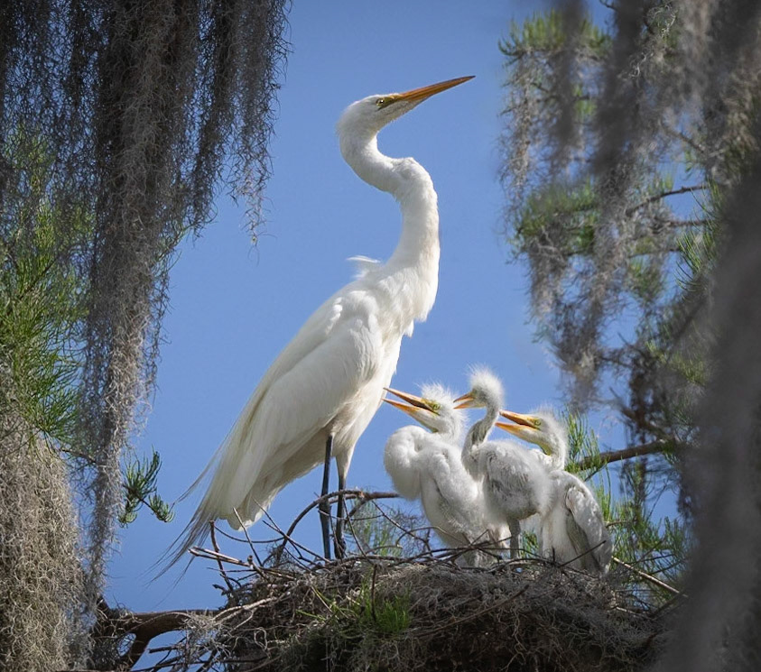 Great Egrets