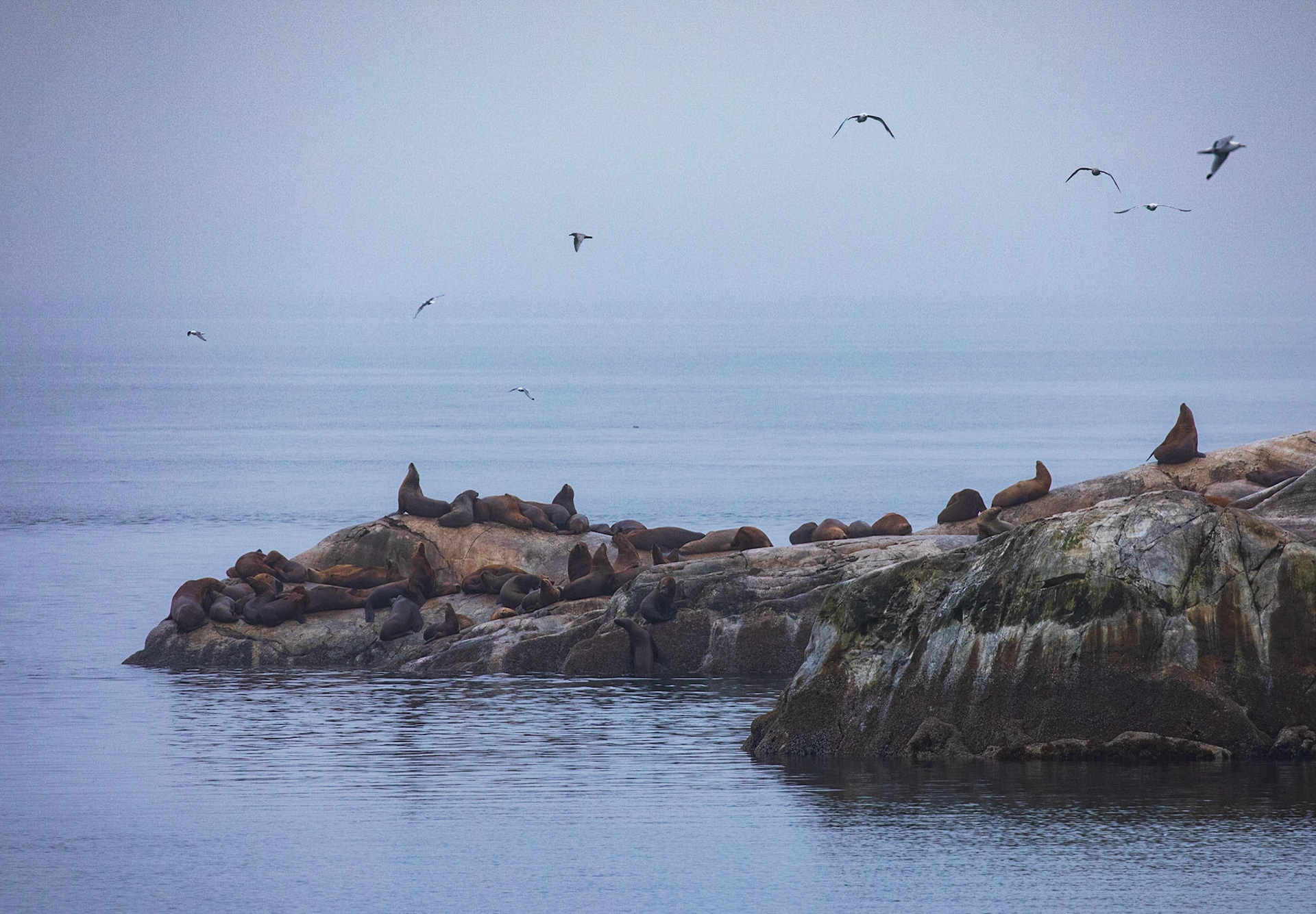 Harbor Seals, Glacier Bay