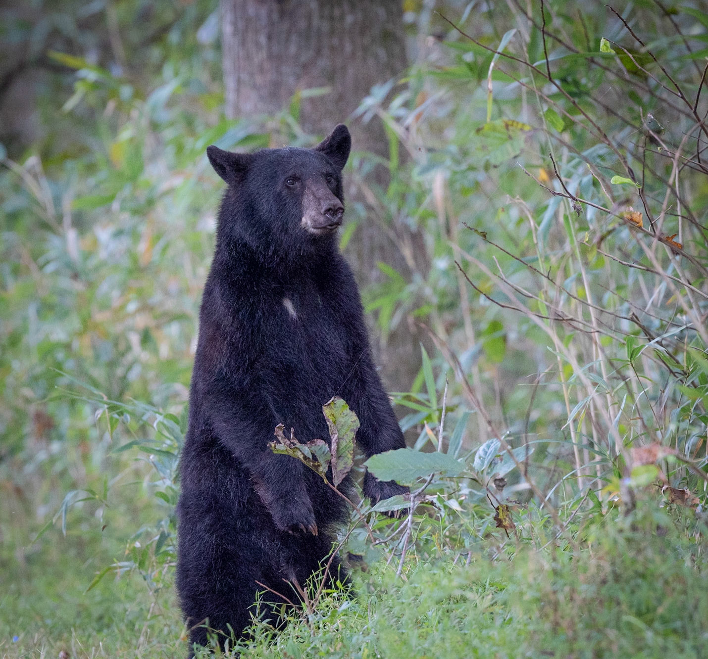 black bear