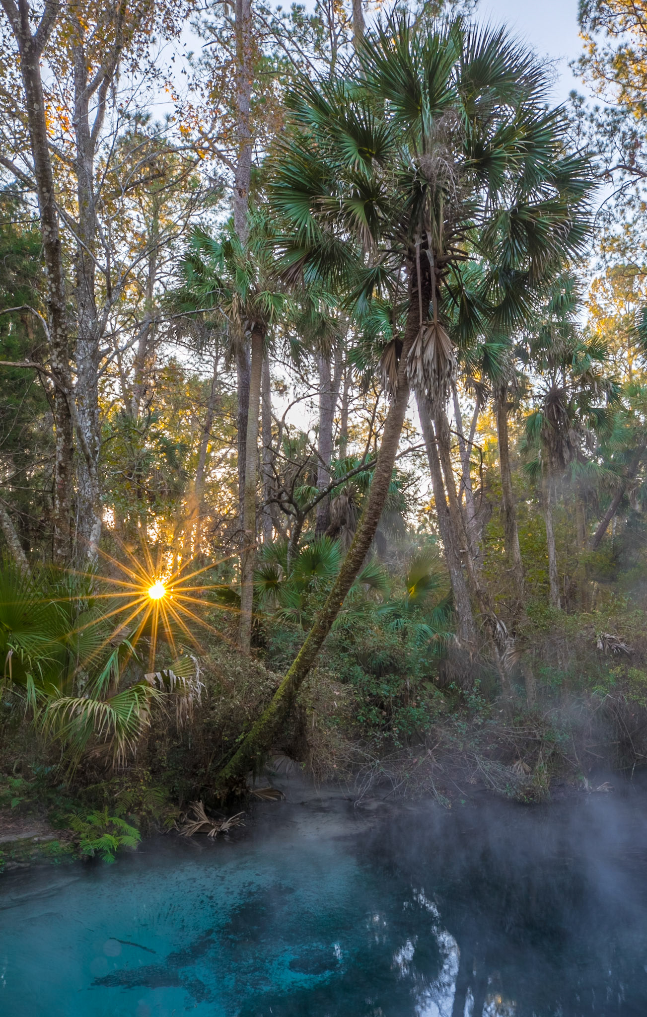 Fern Hammock Spring