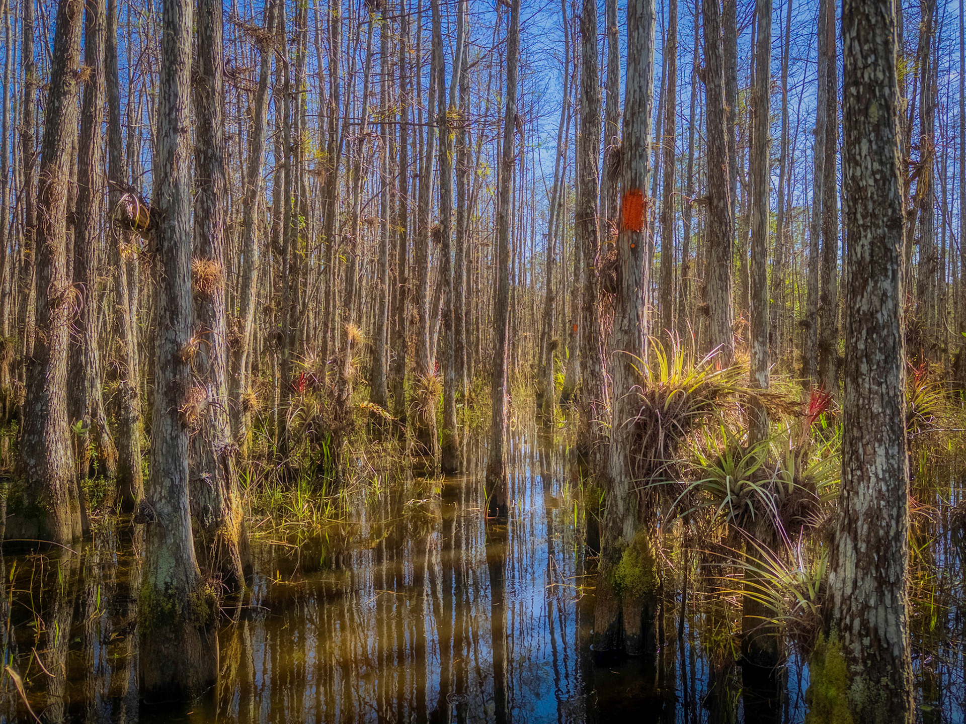 Corbet WMA, FL
