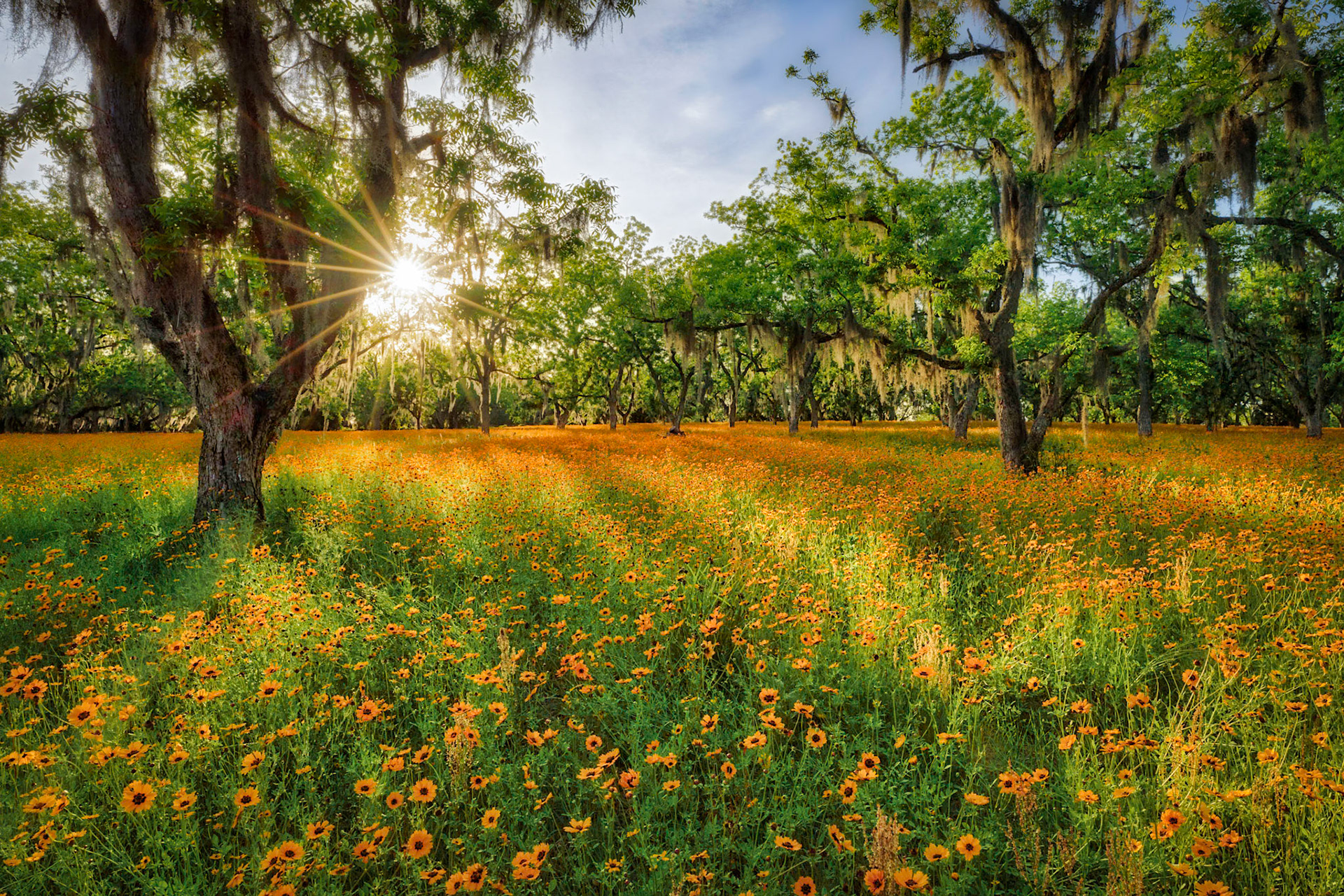 Coreopsis under Pecans
